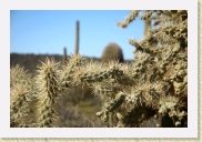 DSC_4382 Cholla * 700 x 464 * (244KB)